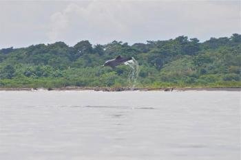 Dolphin Watching and Punta Mona, Gandoca-Manzanillo, Caribbean Coast, Costa Rica photo